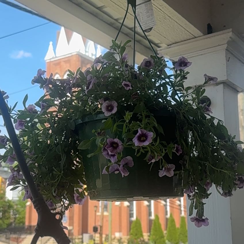 Photo of the plant species Petunia by @DarlingBuroak62 named Kardashian on Greg, the plant care app