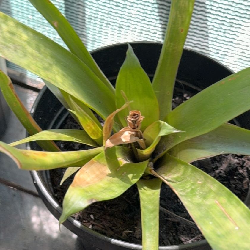 Photo of the plant species Common Eelgrass by @RelevantPalqui1 named Hemingway on Greg, the plant care app