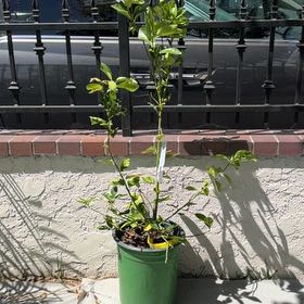 Photo of the plant species semi-dwarf lime tree by @RelevantPalqui1 named Oscar on Greg, the plant care app