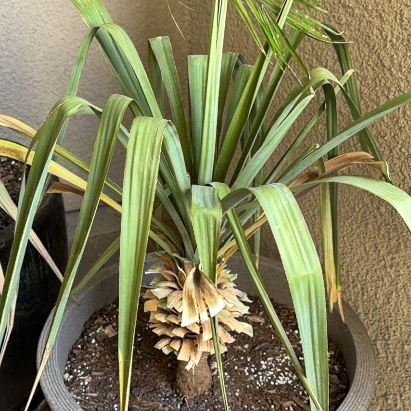 Photo of the plant species Spineless yucca by @PeakRedhill90 named Lavender on Greg, the plant care app