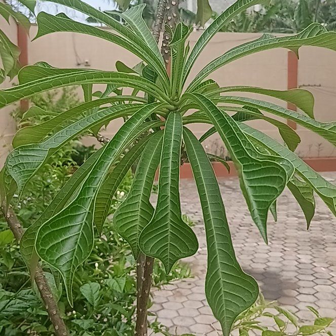 Photo of the plant species Fiddle Leaf Plumeria by @AceCurlyslim13 named Fernie Saunders on Greg, the plant care app