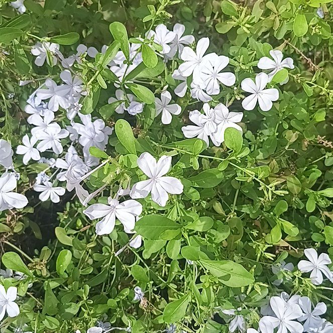 Photo of the plant species Blue Plumbago by @AceCurlyslim13 named Bruce Lee on Greg, the plant care app