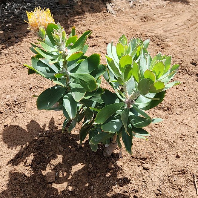 Photo of the plant species Red Pincushion-Protea by @TidyLime39 named Willow on Greg, the plant care app