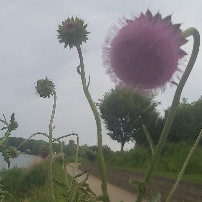 Photo of the plant species Nodding Thistle by @DinkumPetunia87 named Kendall on Greg, the plant care app