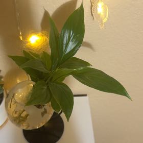 Photo of the plant species Plantain Lily by @PetAraguaney91 named White globe on Greg, the plant care app
