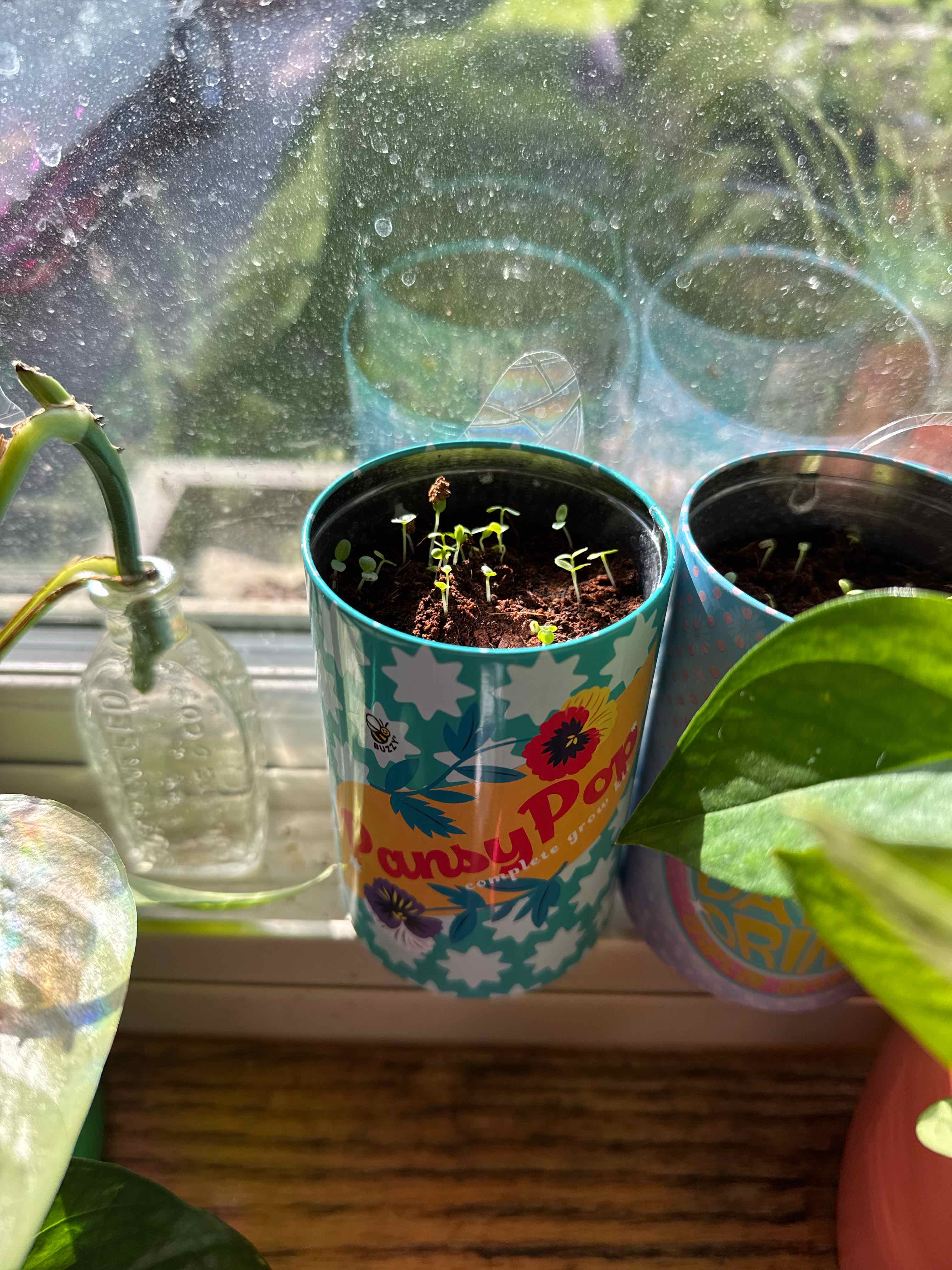 Photo of the plant species Pansy by @Icarussss named Daphne on Greg, the plant care app