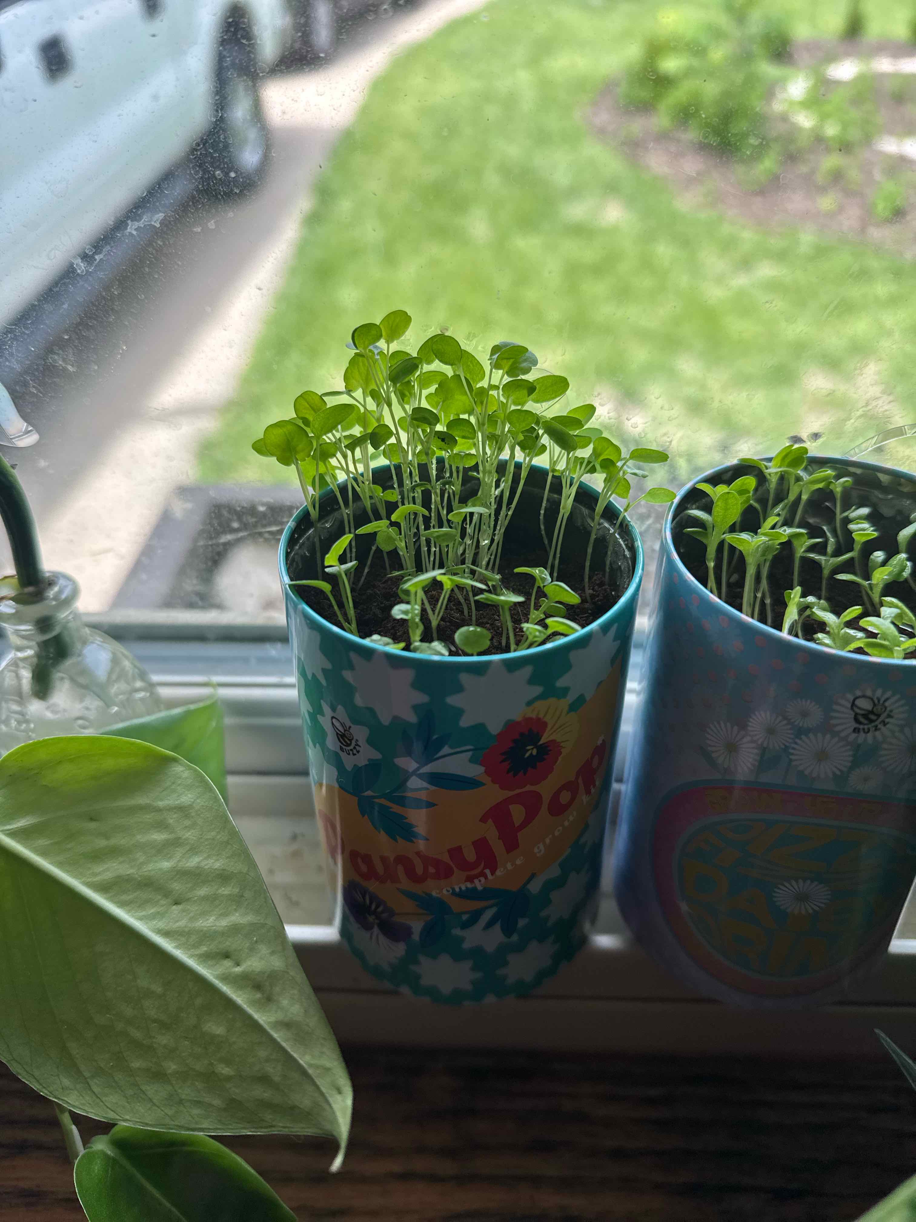 Photo of the plant species Pansy by @Icarussss named Daphne on Greg, the plant care app
