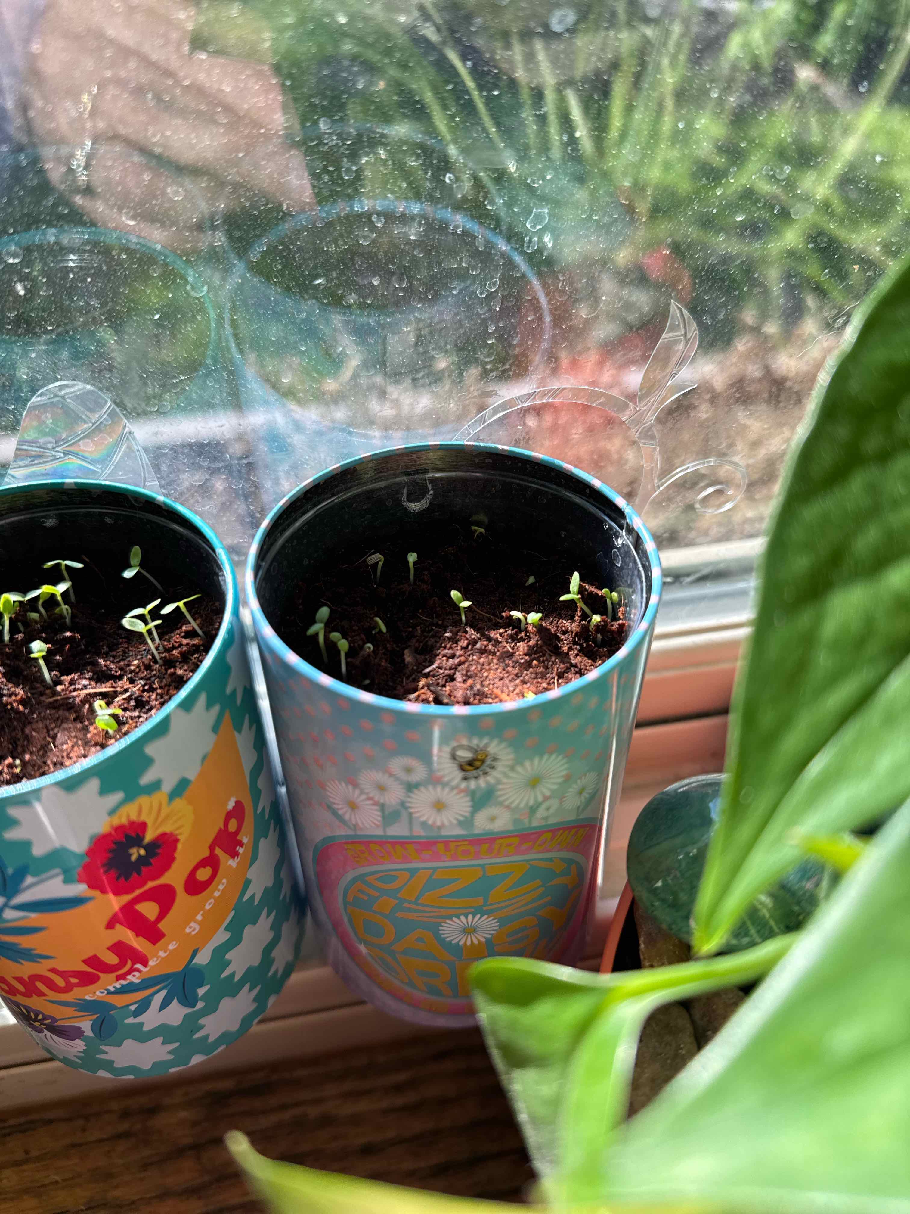 Photo of the plant species Silver Princess Daisy by @Icarussss named Madonna on Greg, the plant care app
