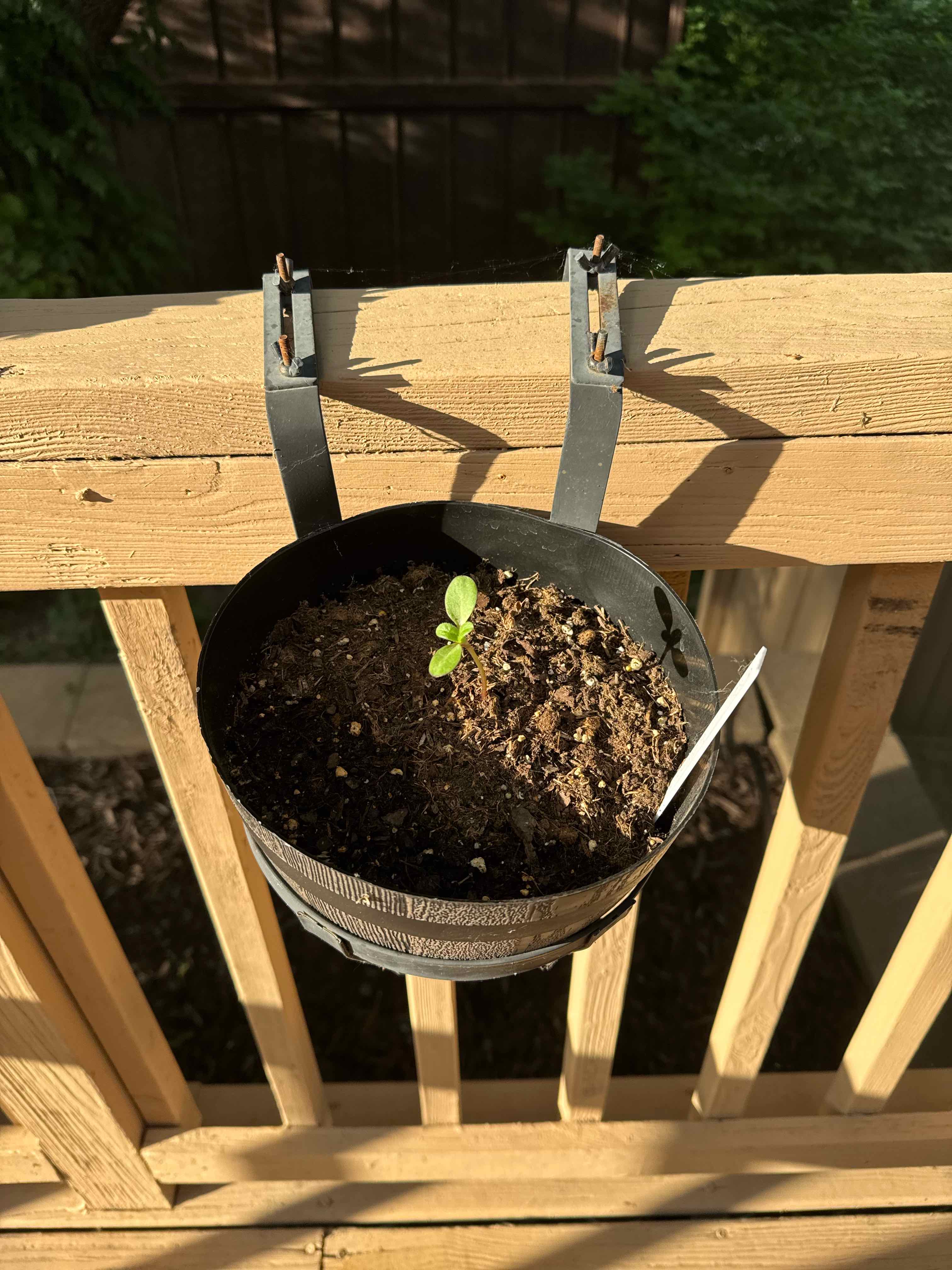 Photo of the plant species Evening Sun Sunflower by @Icarussss named Duke on Greg, the plant care app