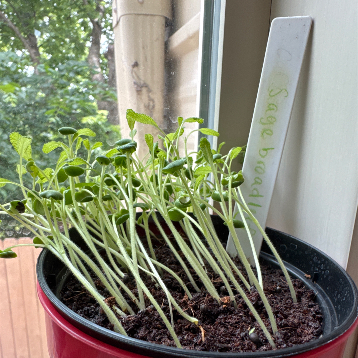 Photo of the plant species Broadleaf Sage by @Icarussss named Hemingway on Greg, the plant care app