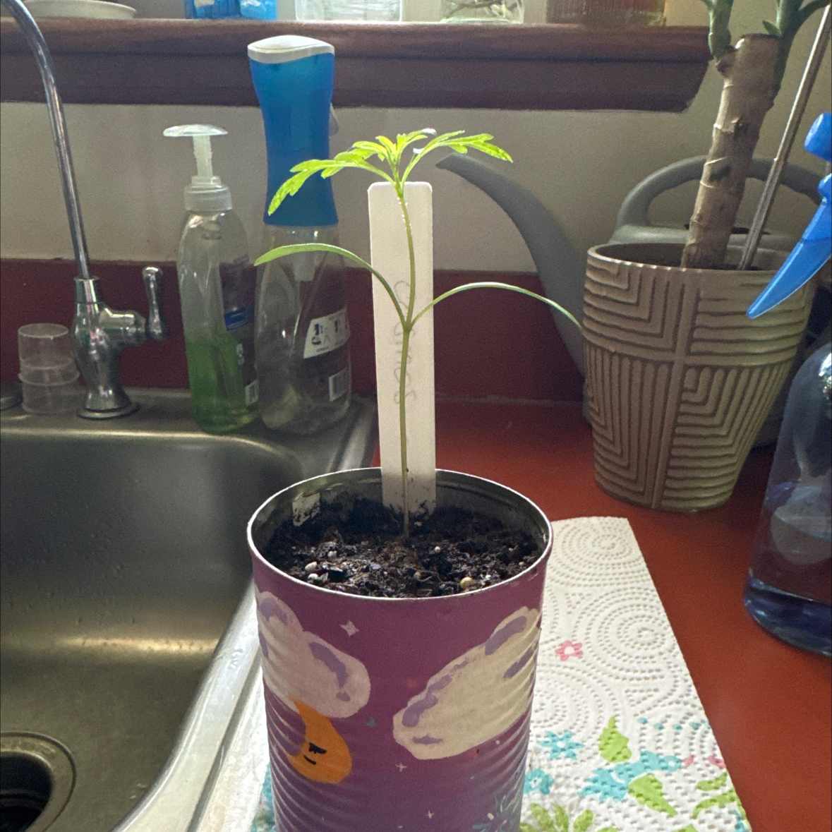 Photo of the plant species Bright Lights Cosmos by @Icarussss named Rosa on Greg, the plant care app