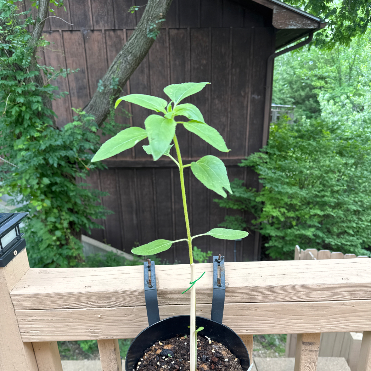 Photo of the plant species Evening Sun Sunflower by @Icarussss named Duke on Greg, the plant care app