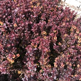Photo of the plant species Japanese Barberry by @KeyLithops52 named Harry on Greg, the plant care app