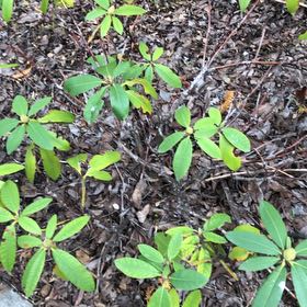Photo of the plant species California Rhododendron by @KeyLithops52 named Leaf Erickson on Greg, the plant care app