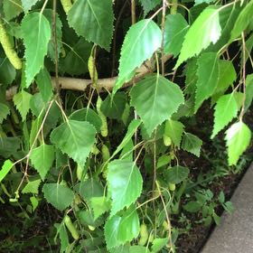 Photo of the plant species Common Birch by @KeyLithops52 named Elina on Greg, the plant care app