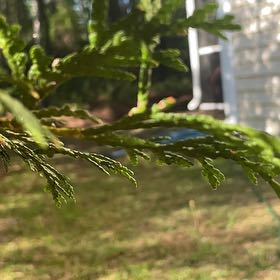 Photo of the plant species Western Red Cedar by @BriarFang named Planty on Greg, the plant care app