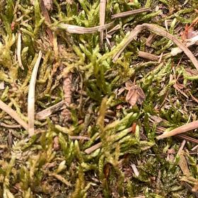 Photo of the plant species Tree Climacium Moss by @BriarFang named Sigmund on Greg, the plant care app