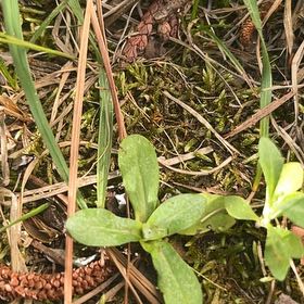 Photo of the plant species Alligatorweed by @BriarFang named Treeyoncé on Greg, the plant care app
