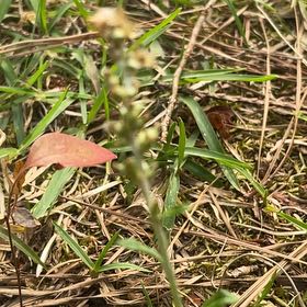 Photo of the plant species Neckweed by @BriarFang named Sol on Greg, the plant care app