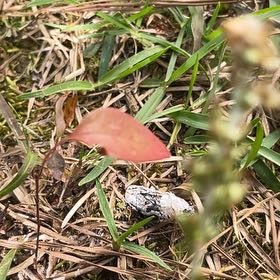 Photo of the plant species Black Bindweed by @BriarFang named Captain Plant-it on Greg, the plant care app