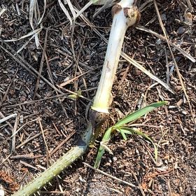 Photo of the plant species Sea Daffodil by @BriarFang named Sherlock on Greg, the plant care app