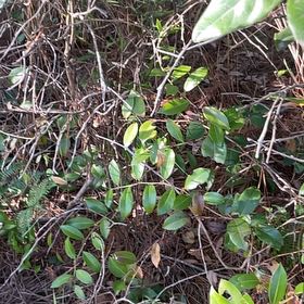 Photo of the plant species Citharexylum Spinosum by @BriarFang named Gates on Greg, the plant care app