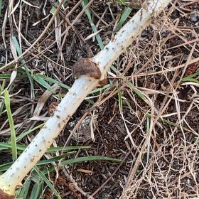 Photo of the plant species Conium Maculatum by @BriarFang named Sonora on Greg, the plant care app