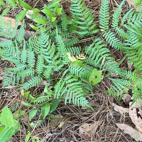 Photo of the plant species Bracken Fern by @BriarFang named Denali on Greg, the plant care app