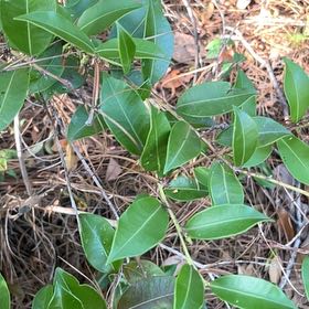 Photo of the plant species Malabar Plum by @BriarFang named Harper on Greg, the plant care app