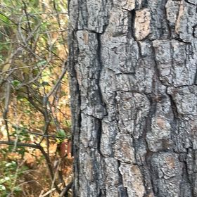 Photo of the plant species Loblolly Pine by @BriarFang named Figyonce on Greg, the plant care app