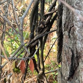 Photo of the plant species Common Honeylocust by @BriarFang named Darwin on Greg, the plant care app