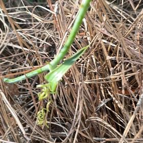 Photo of the plant species Roundleaf Greenbrier by @BriarFang named Bieber on Greg, the plant care app