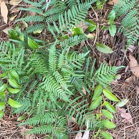 Photo of the plant species Bracken Fern by @BriarFang named Elle on Greg, the plant care app