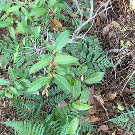 Photo of the plant species Malabar Plum by @BriarFang named Daphne on Greg, the plant care app