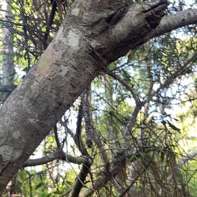 Photo of the plant species Carolina Jessamine by @BriarFang named Ulysses S Plant on Greg, the plant care app