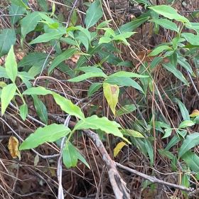 Photo of the plant species Carolina Jessamine by @BriarFang named McKinley on Greg, the plant care app