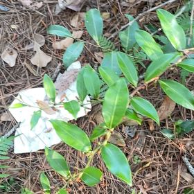 Photo of the plant species Malabar Plum by @BriarFang named Fernie Saunders on Greg, the plant care app