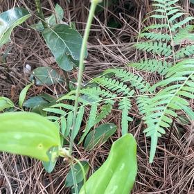 Photo of the plant species Cat Greenbrier by @BriarFang named Aristotle on Greg, the plant care app
