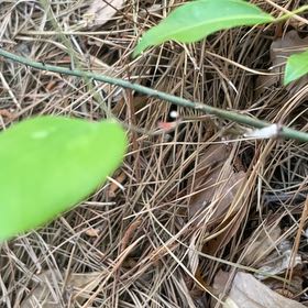Photo of the plant species Cat Greenbrier by @BriarFang named Rainier on Greg, the plant care app