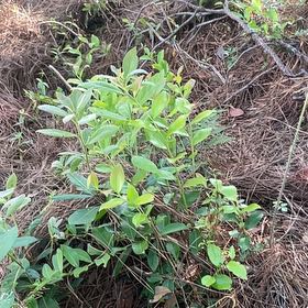 Photo of the plant species Strawberry Guava by @BriarFang named Kylie on Greg, the plant care app