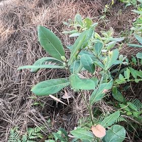 Photo of the plant species Twoleaf Nightshade by @BriarFang named Sanders on Greg, the plant care app