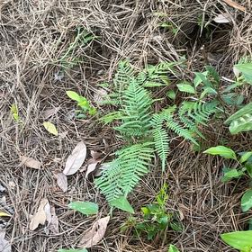 Photo of the plant species Thelypteris Kunthii by @BriarFang named Zion on Greg, the plant care app