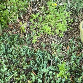 Photo of the plant species Smilax Asparagus by @BriarFang named Khaleesi on Greg, the plant care app