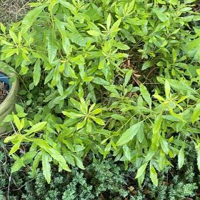 Photo of the plant species Morella Cerifera by @BriarFang named Girlfrond on Greg, the plant care app