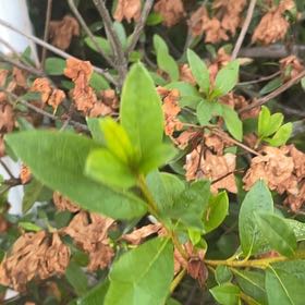 Photo of the plant species Japanese Honeysuckle by @BriarFang named Osmo on Greg, the plant care app