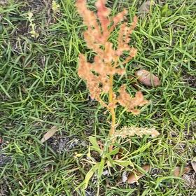 Photo of the plant species Sheep Sorrel by @BriarFang named Foxxy on Greg, the plant care app