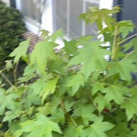 Photo of the plant species American Sweetgum by @BriarFang named Forrest on Greg, the plant care app