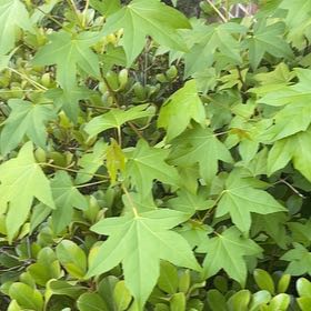 Photo of the plant species American Sweetgum by @BriarFang named Hemingway on Greg, the plant care app
