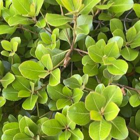 Photo of the plant species Sexton's Bride by @BriarFang named Shakira on Greg, the plant care app