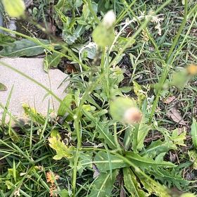 Photo of the plant species Common Flax by @BriarFang named Rosa on Greg, the plant care app